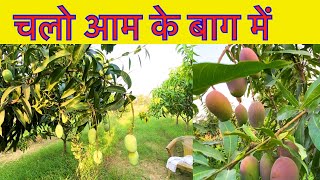 Mango Garden Vlog । आम के बाग की सैर farming fruit mango Vlog youtube [upl. by Reube259]