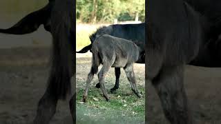 Explore Remarkable and Unique Facts About Donkeys Natures Resilient Companions [upl. by Warden]