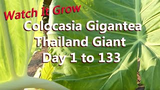 5 Foot Leaves in 5 Months  Colocasia Gigantea Grows Huge Leaf  Thailand Giant Elephant Ear [upl. by Lotson]