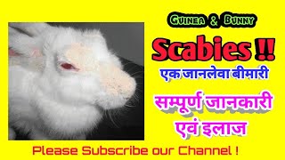 Scabies in Rabbits  Rabbit Fur mites treatment  Hindi  Fur mites treatment in Rabbits [upl. by Balcer]