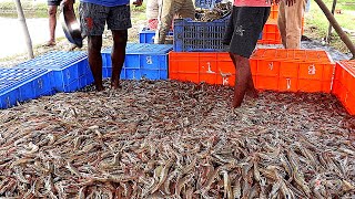 CULTURE OF FRESHWATER VANNAMEI SHRIMPPRAWNS IN PONDS [upl. by Gershon674]