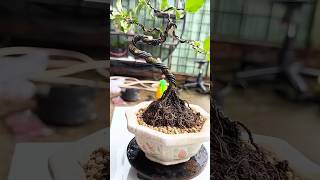 Bonsai shaping method sharing bonsai gardening bonsaishaping [upl. by Wallace78]