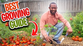 How to Grow Tomatoes [upl. by Oiramed834]