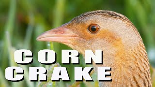 Corncrake bird call  Crex crex sounds [upl. by Ettenwad]