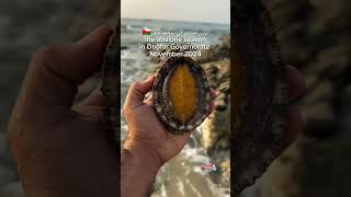 The abalone season in Dhofar Governorate November 2024 [upl. by Attesoj]