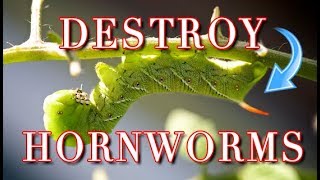 Tomato Hornworm  How We Find And Destroy Them With Ease Tips For Finding Hornworms [upl. by Ellenhoj]