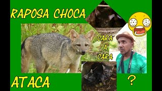 ENCONTRO COM RAPOSAS CHOCAS O QUE VOCÊ FARIA NESSA HORA [upl. by Graf623]