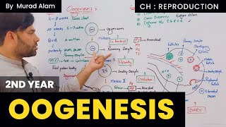 OOGENESIS Inter Part II in Pashto The Home of Science [upl. by Eiryk]