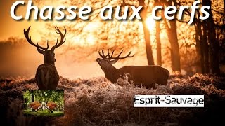 Chasse aux cerfs Saison 20152016 COMPIL cervidés HD [upl. by Ardeth]