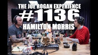 Joe Rogan Experience 1136  Hamilton Morris [upl. by Saffier]