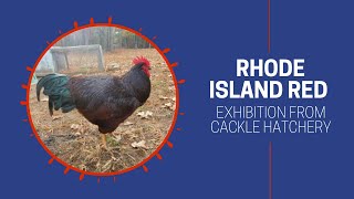 Rhode Island Red Chicken Exhibition Type  Cackle Hatchery [upl. by Mcquoid115]