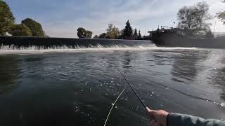 Dear Fish I’m Back  River Vah Slovakia 🇸🇰 flyfishingslovakia7872 [upl. by Asreht]