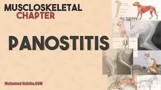 panosteitis lecture 1 [upl. by Libb]