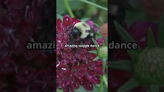 The Fascinating Waggle Dance of Bees 🐝 How Bees Communicate [upl. by Lleval]