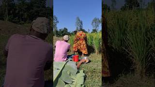 See what happened while working in the paddy field [upl. by Chiang324]