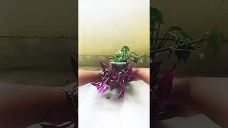 How to grow zebrina plant from cutting 🌿🌿 viral shortvideo gardenplants [upl. by Bunny721]