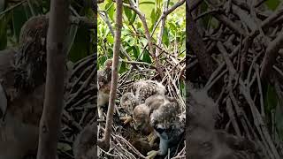 birds nest birdhome nature birdnest [upl. by Atalie224]