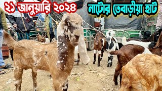 ২১ জানু ২০২৪। নাটোর তেবাড়ীয়া হাটে ছোট বড় ছাগলের বর্তমান দাম কেমন যাচ্ছে। Goat Market Natore [upl. by Haneekas]