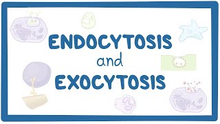 Endocytosis and exocytosis [upl. by Aryahay]