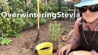 Overwintering Stevia in Zone 6b  7a  Potting Up Stevia for the MidAtlantic Winter [upl. by Sylvia]