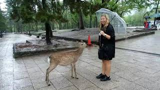 Nara deer will bow for cookies [upl. by Iosep405]