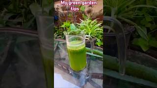 How to make aloe vera liquid fertilizer my green garden tips 🌵 [upl. by Gridley]