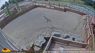 Giraffe Cam  Animal Adventure Park [upl. by Ellehcsar597]