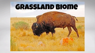 The Grassland Biome [upl. by Soane]