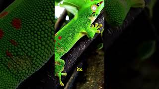 This gecko might be bigger than Nova gecko lizard shortvideo [upl. by Madigan]