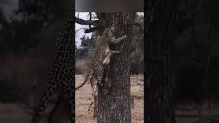 The leopard grabbed the antelope and tried to climb the tree 128 animals wildlife [upl. by Zahavi]