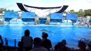 Sea World  Believe  Largest Killer Whale in Captivity [upl. by Phemia]