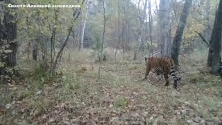 Siberian tiger awesome roar [upl. by Nerek]