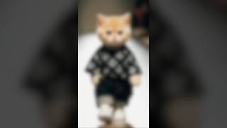 Stylish cat show cat 0093 0080 youtubeshorts viralvideo trendingshorts catlover [upl. by Sirrah914]