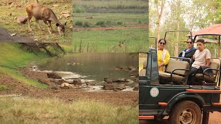 Tadoba jungle safari  a den of tigers [upl. by Ardnos]