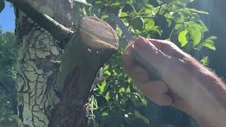 How to Top Work Fruit Trees with the Bark Graft [upl. by Zel]