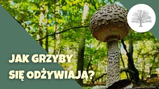 Fascynujące sposoby odżywiania się grzybów [upl. by Ryle]