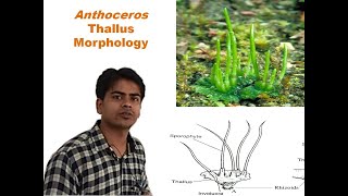 Anthoceros Thallus Morphology [upl. by Notgnihsaw376]