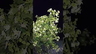 শিউলি ফুল  Night  flowering Jasmine nightflower jasmin flowers shiuli india [upl. by Dalli]