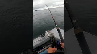 Alaska Rockfish 2 [upl. by Cornel281]