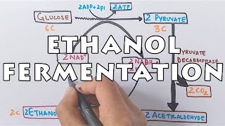 Ethanol Fermentation  Process of Alcohol Formation [upl. by Lessirg]