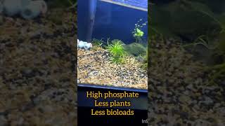 Removing HAIR ALGAEaquariumcleaning hairalgaeplantedaquarium shortsvideo [upl. by Chaney30]