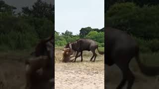 Wildebeest vs Lion Animal Power Competition Animal Highlights [upl. by Dohsar712]