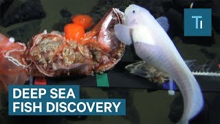 New Deep Sea Fish Has Been Discovered — Everything You Need To Know [upl. by Scuram687]