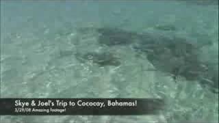 MY SHARK ENCOUNTER  COCOCAY BAHAMAS ON 32908 [upl. by Benis]