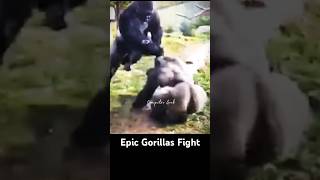 EPIC GORILLAS FIGHT Survival Of The Fittest animals nature [upl. by Gregorio]