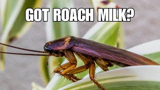 Roach Milk is REAL  The Wild World of Creature Milk  Radiolab x Terrestrials Podcast [upl. by Ruffi]