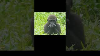 baby gorilla Jabali 1y old beetroot 小大猩猩 shorts 甜菜根 [upl. by Ellimahs880]