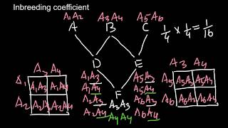 Inbreeding Coefficient explained  3 [upl. by Zurek91]