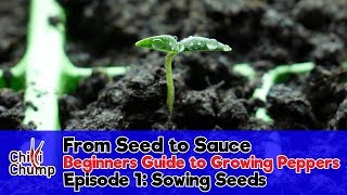 Episode 1 Sowing Pepper Seeds Beginners Guide to Growing Peppers 2018 [upl. by Alyahc]