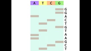 Sanger Sequencing Simulation Walk Through [upl. by Accem]